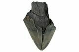 Partial Fossil Megalodon Tooth - Serrated Blade #338792-1